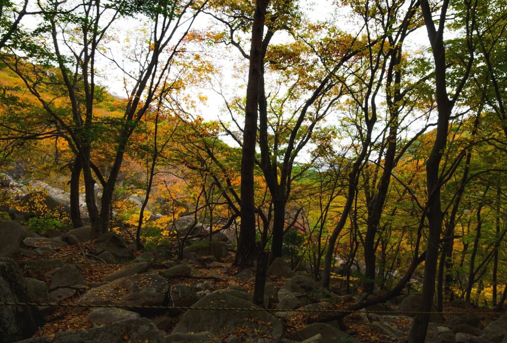 Colores otoñales en las montañas Geumjeongsan.
