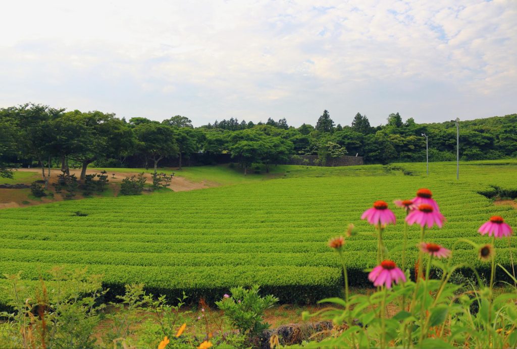 Campos de té verde de Osulloc. Campos de té verde de Osulloc.