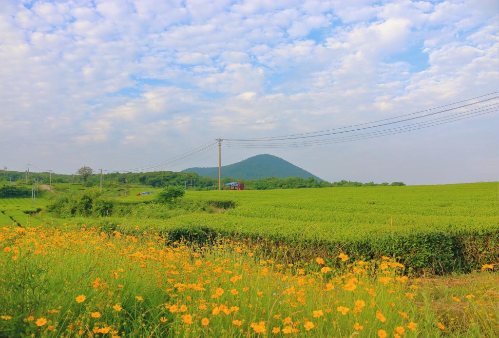 Campos de té verde de Osulloc. Campos de té en Osulloc.