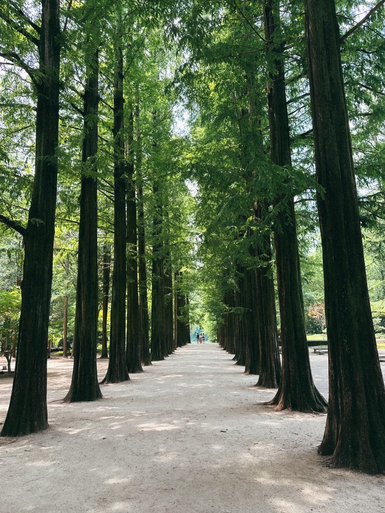 Sendero de árboles en Nami Island. Nami Island, cita para el White Day.
